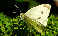 Small White (Pieris rapae)